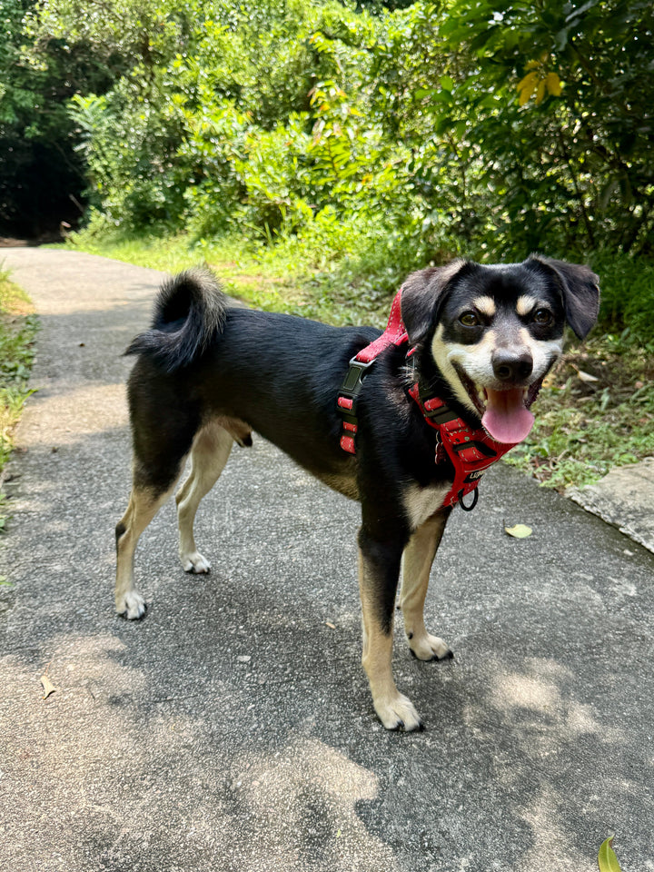 Where to Walk Your Dog in Hong Kong (According to a Dog Mum Who’s Tried)