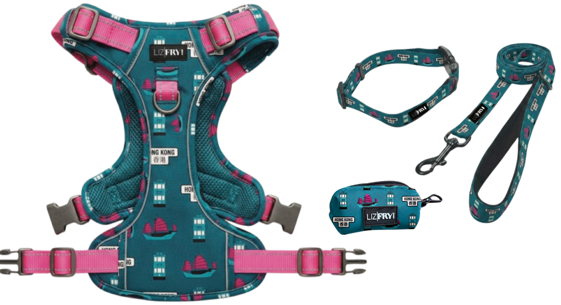 HK Transport – Teal 4-Piece Dog Walk Set