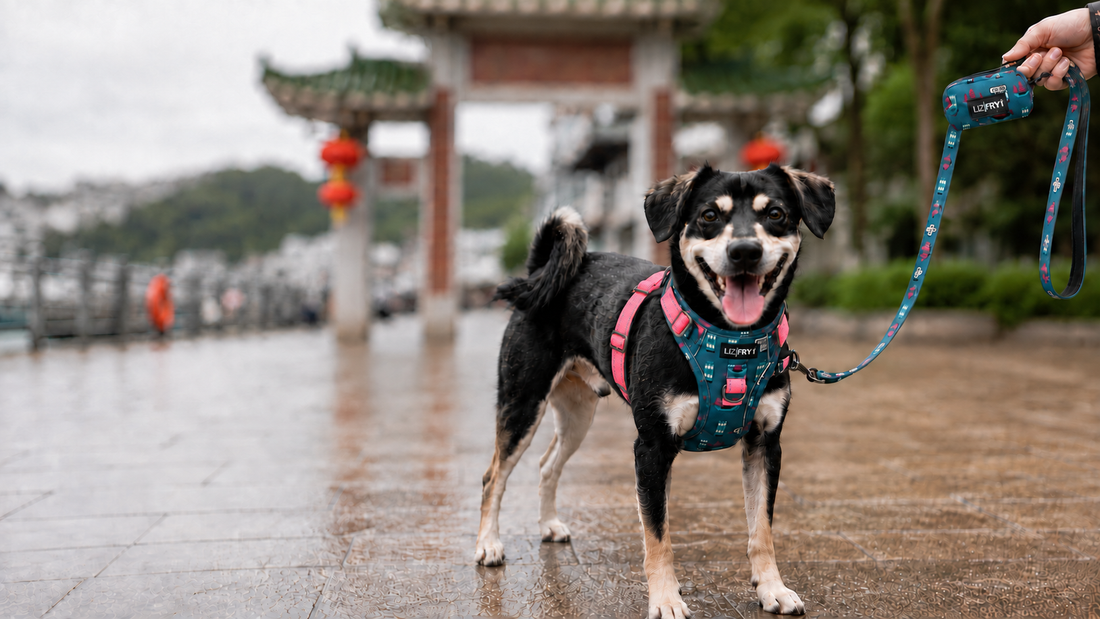 HK Transport – Teal 4-Piece Dog Walk Set