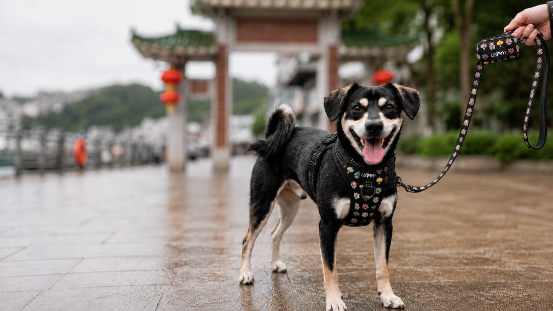 Lion, Cat, Lantern – Black 4-Piece Dog Walk Set